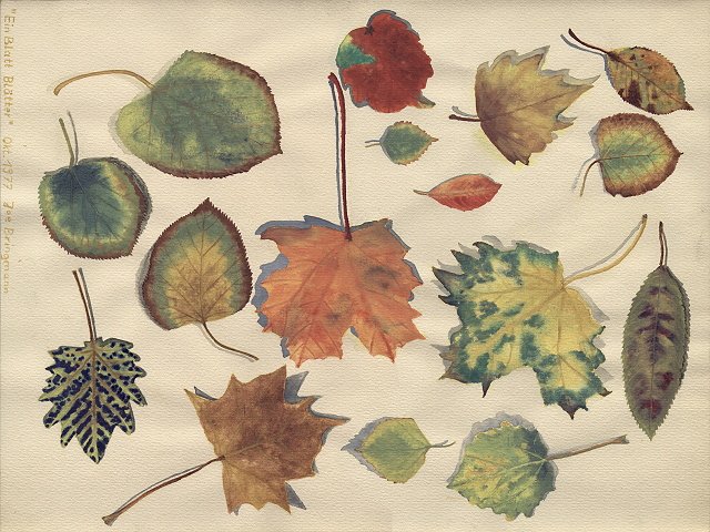 Ein Blatt Blätter