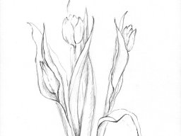 3 Tulpen