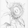 Sonnenblume (1)