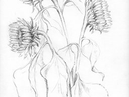 3 Sonnenblumen (1)