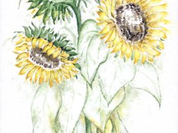 3 Sonnenblumen (1)