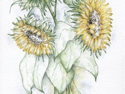 3 Sonnenblumen (2)