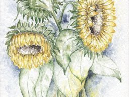 3 Sonnenblumen (3)